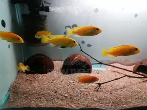 Malavi Fish