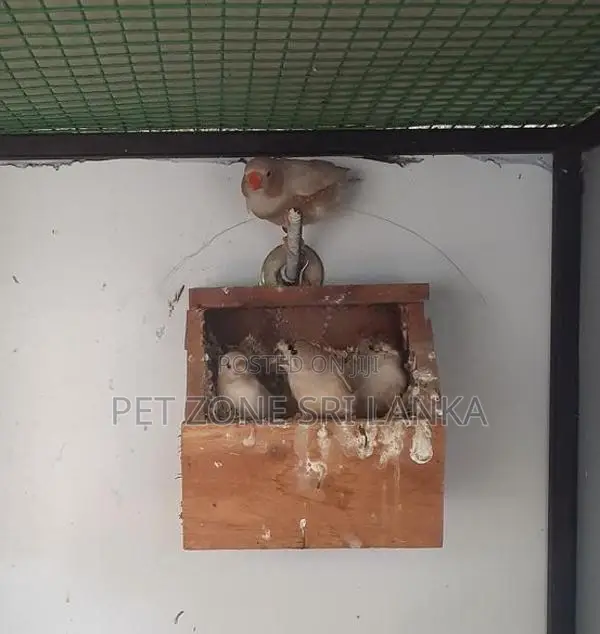 Finches Birds