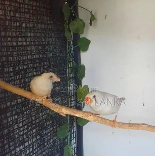 Finches Birds