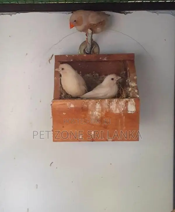 Finches Birds