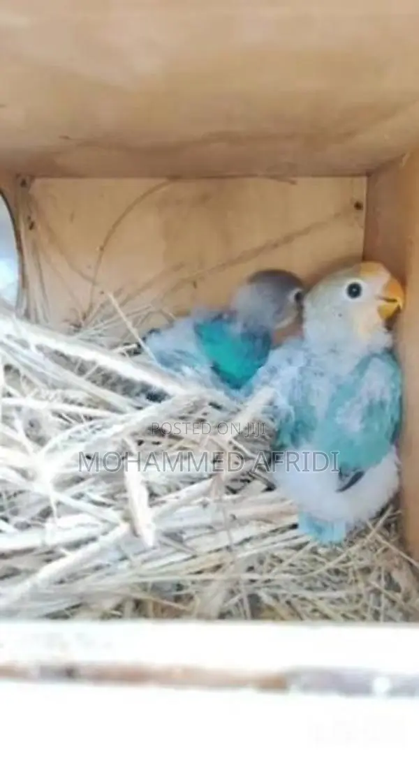 African Love Bird Chicks