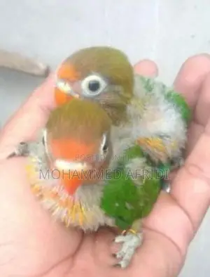 African Love Bird Chicks