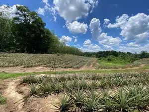 550 Perches Superb Residential Land for Sale at Padukka