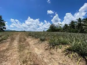 550 Perches Superb Residential Land for Sale at Padukka
