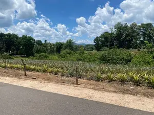 550 Perches Superb Residential Land for Sale at Padukka