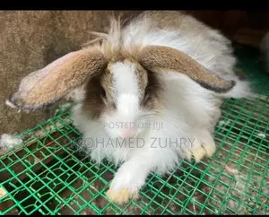 Angora Rabbit