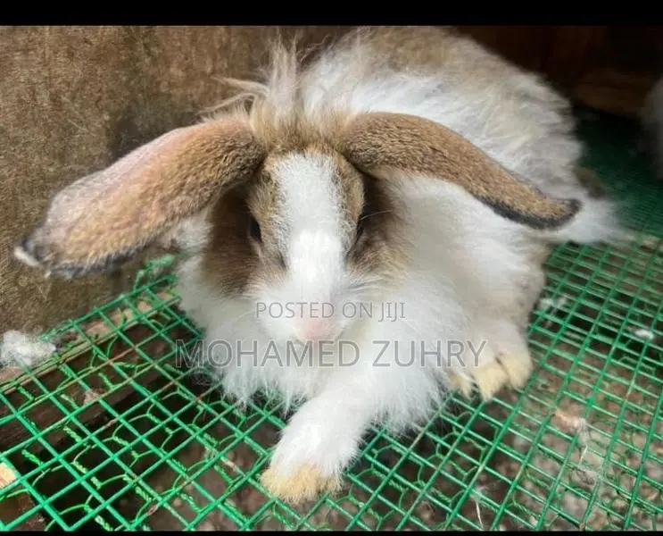 Angora Rabbit