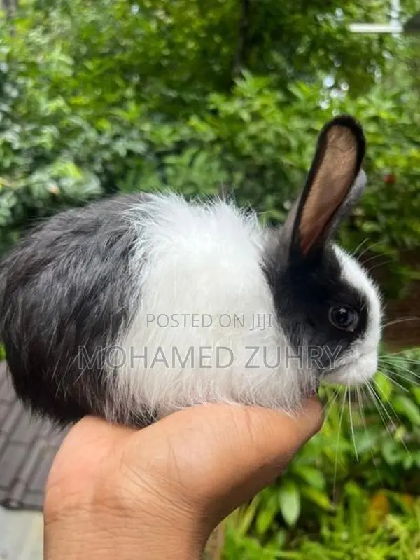 Angora Rabbit