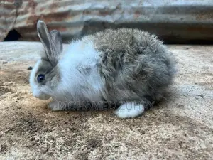 Angora Rabbit