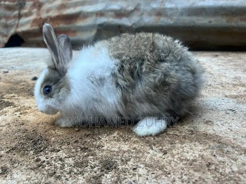 Angora Rabbit