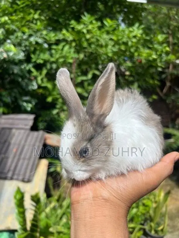 Angora Rabbit