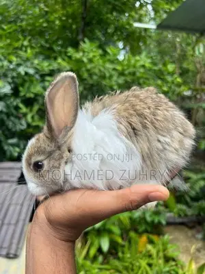 Angora Rabbit