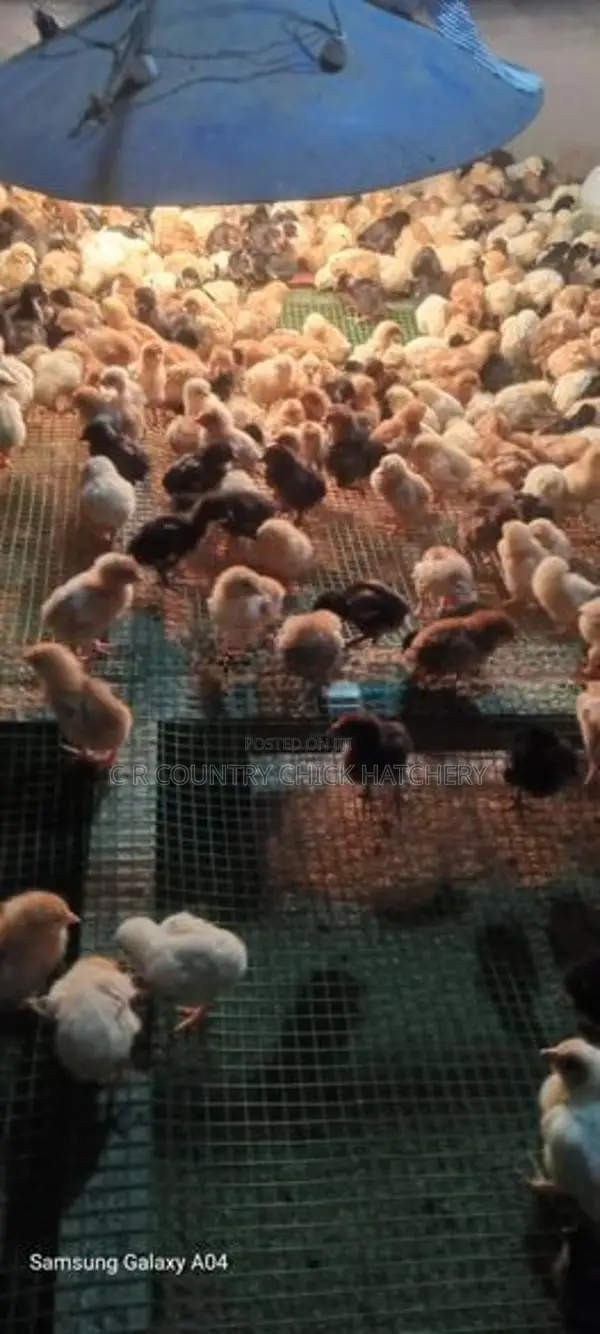 Country Chicken