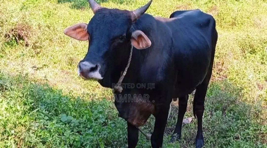 Black Bulls