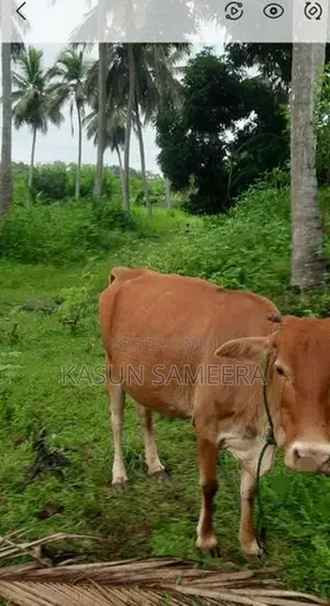 Cow