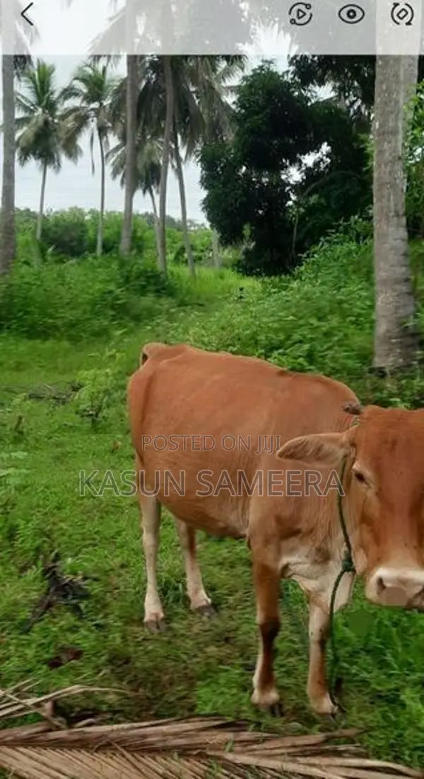 Cow