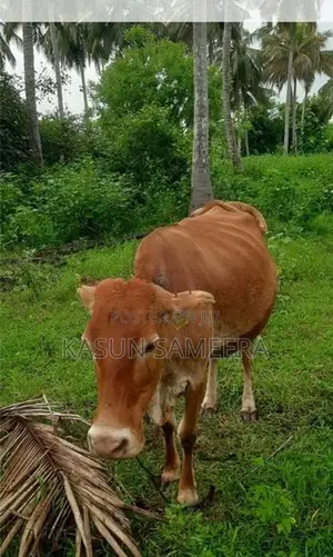 Cow