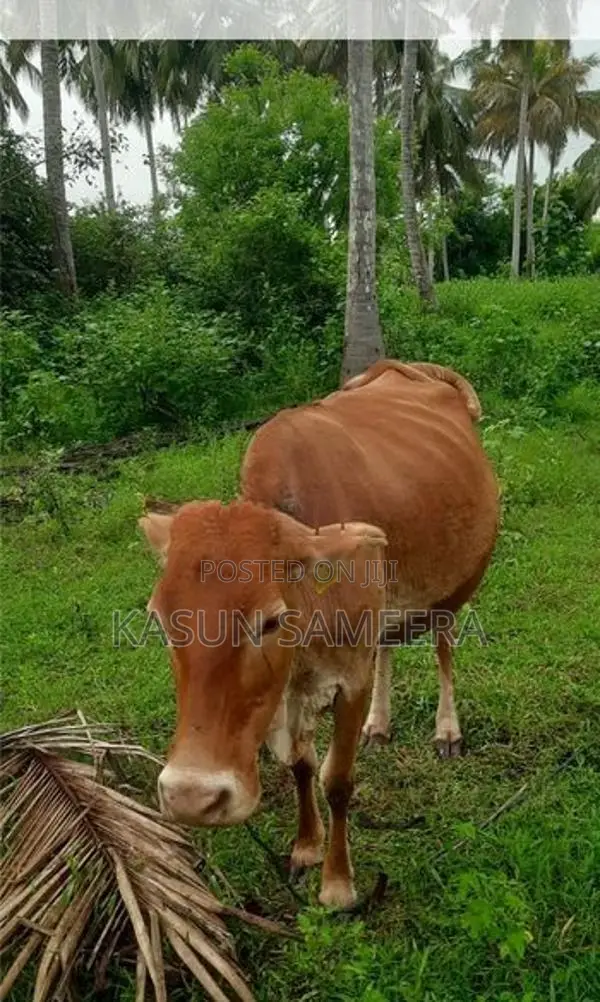 Cow