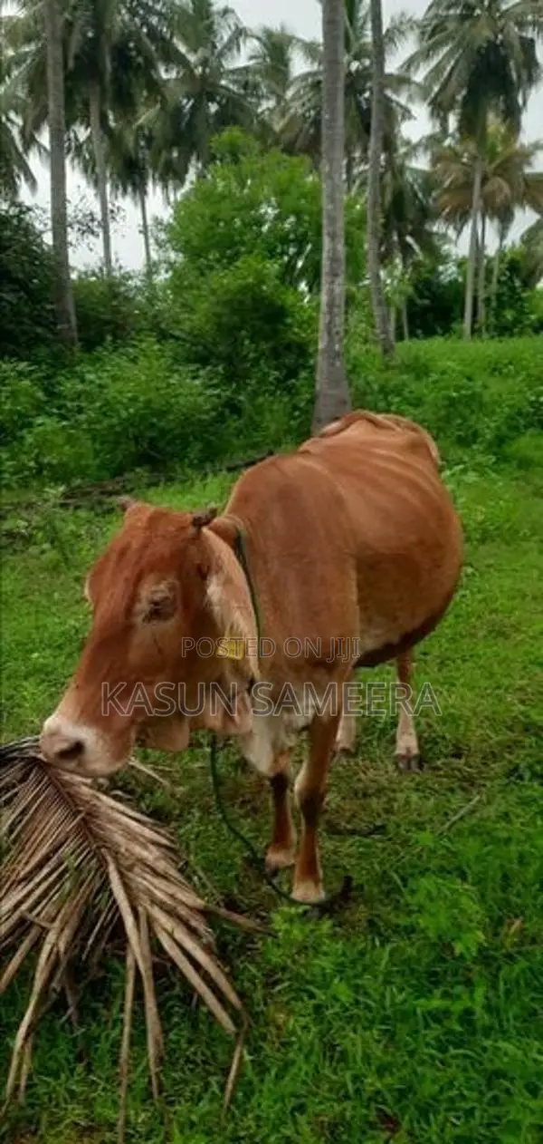 Cow