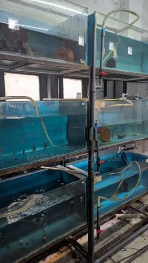 Fish Tanks Set with Stand