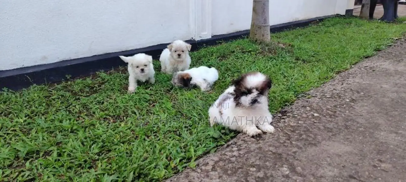 Shih Tzu Puppies