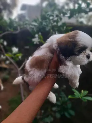 Shih Tzu Puppies