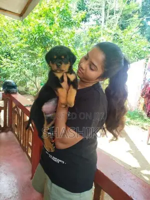 Rottweiler Female Puppies