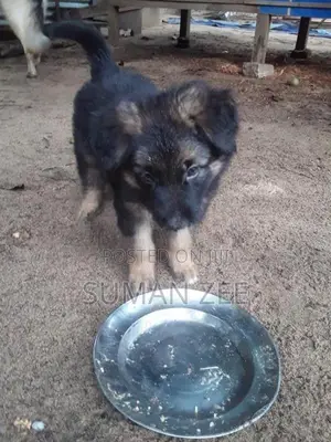 German Shepherd Puppies