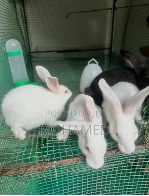 Rabbit