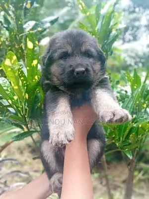 German Shepherd Puppy