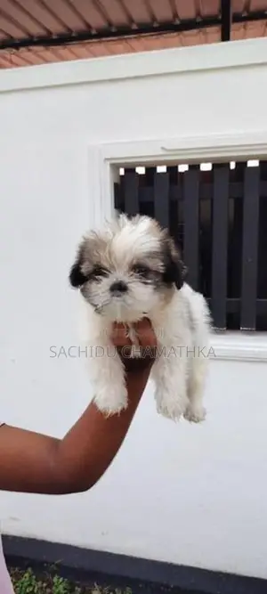 Shih Tzu Puppies
