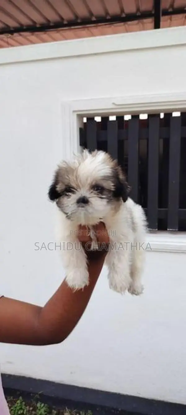 Shih Tzu Puppies
