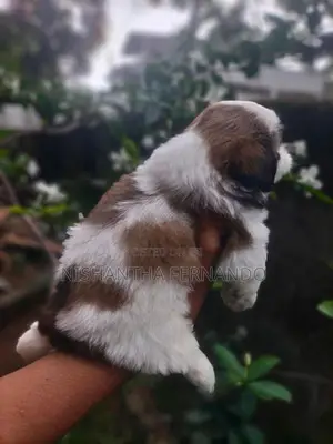 Shih Tzu Puppies