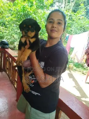 Rottweiler Female Puppies