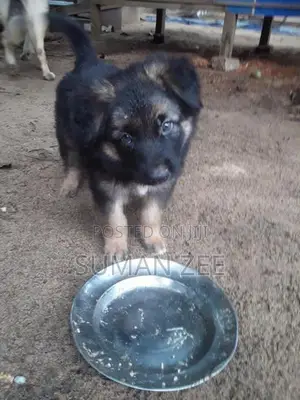 German Shepherd Puppies
