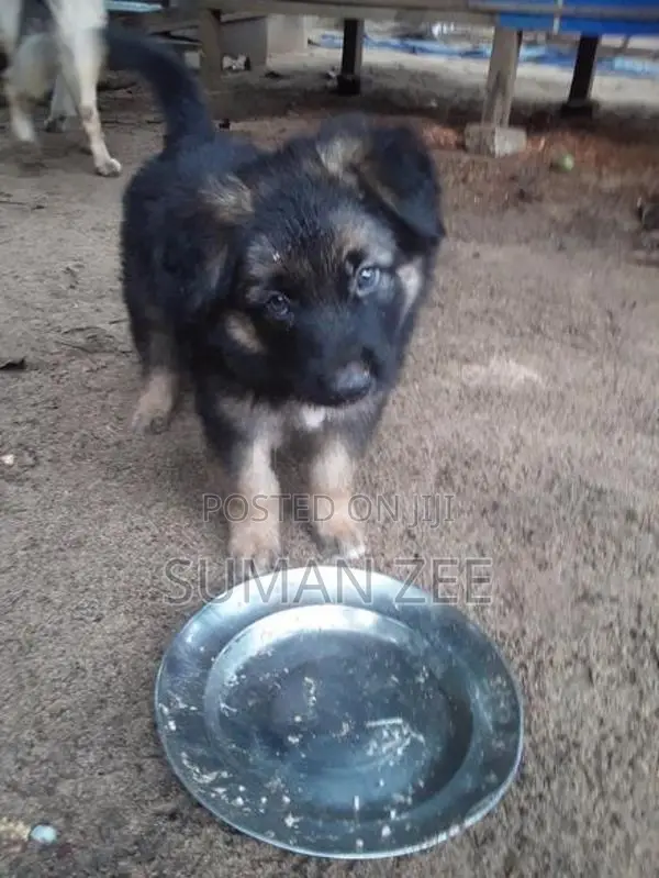German Shepherd Puppies