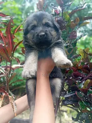 German Shepherd Puppy