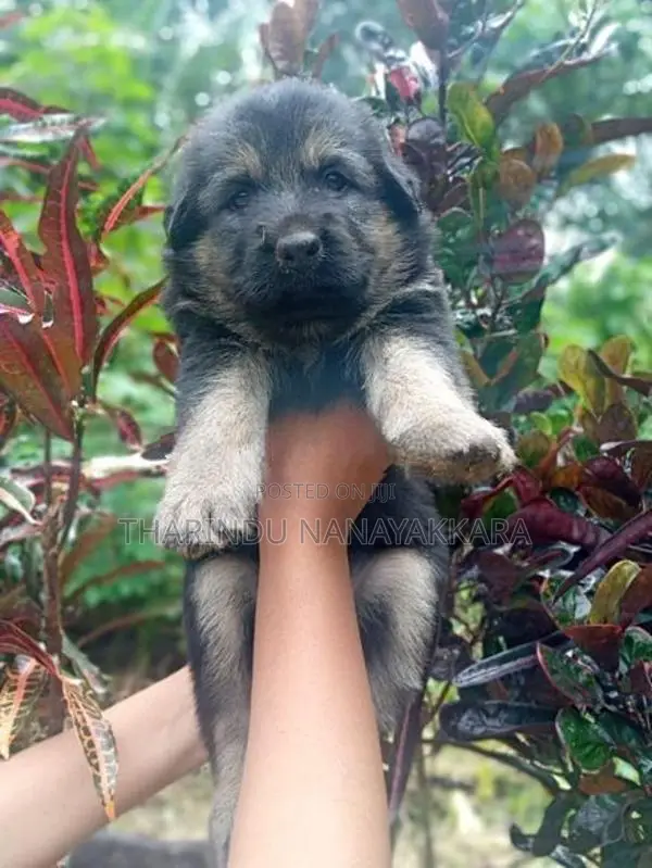 German Shepherd Puppy