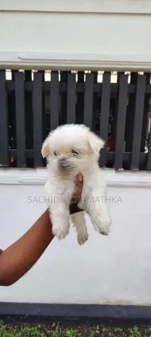 Shih Tzu Puppies
