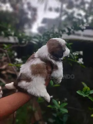 Shih Tzu Puppies