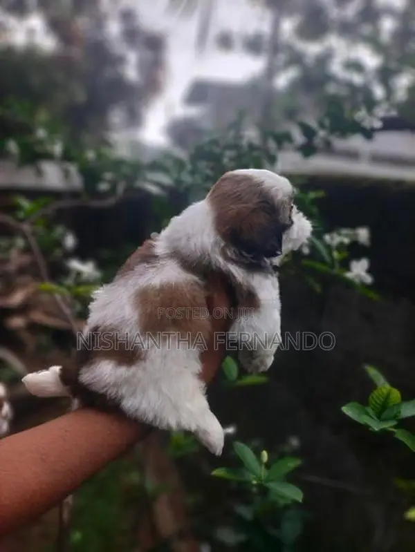 Shih Tzu Puppies