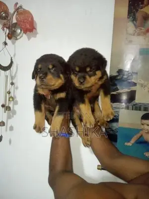 Rottweiler Female Puppies