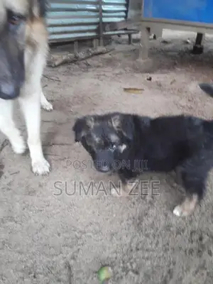German Shepherd Puppies