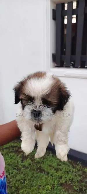 Shih Tzu Puppies
