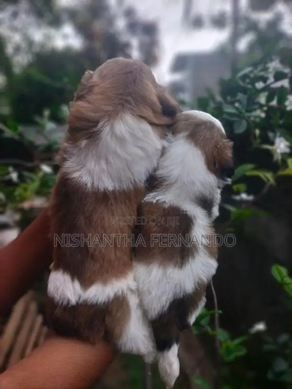 Shih Tzu Puppies