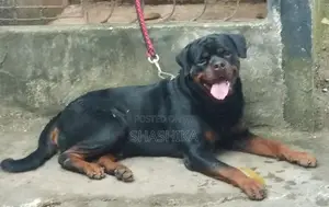 Rottweiler Female Puppies