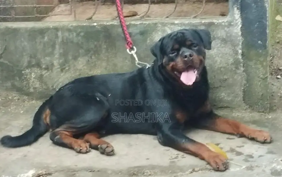 Rottweiler Female Puppies