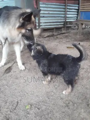 German Shepherd Puppies