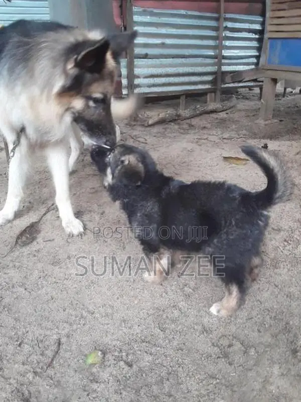 German Shepherd Puppies