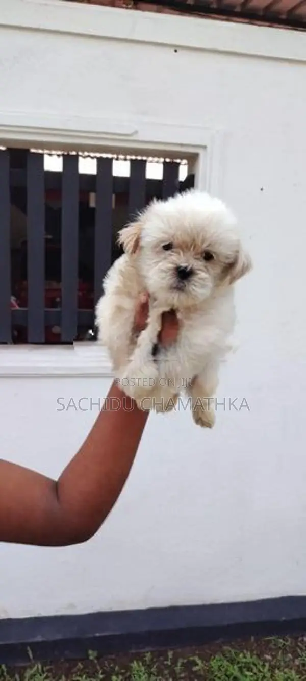 Shih Tzu Puppies